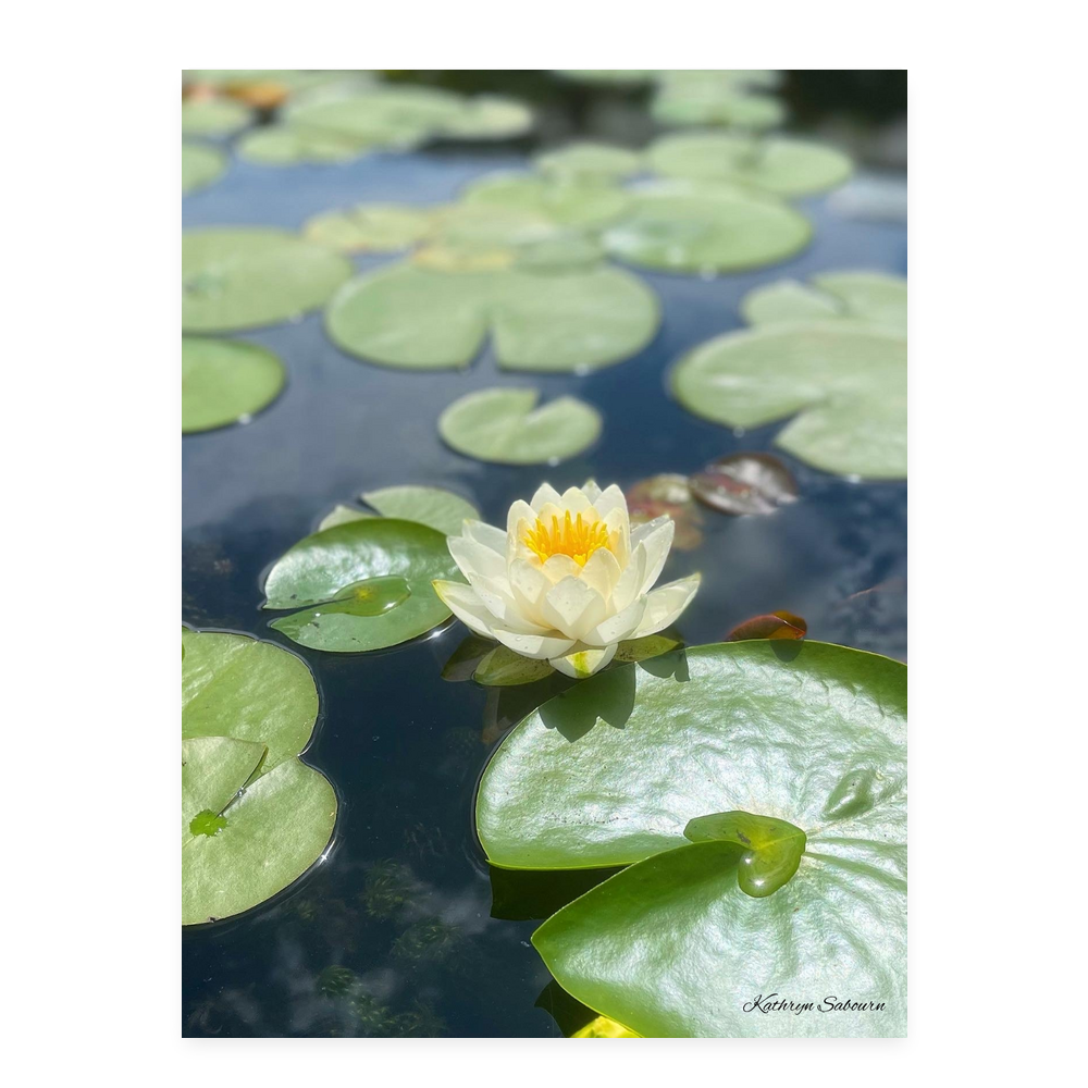 Water Lilly 1 by Kathryn Sabourn Satin Stretched Canvas - 3:4 Portrait