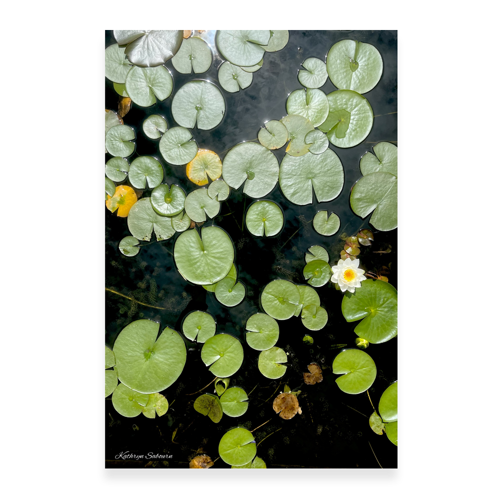 Water Lilly 2 by Kathryn Sabourn Satin Stretched Canvas - 2:3 Portrait