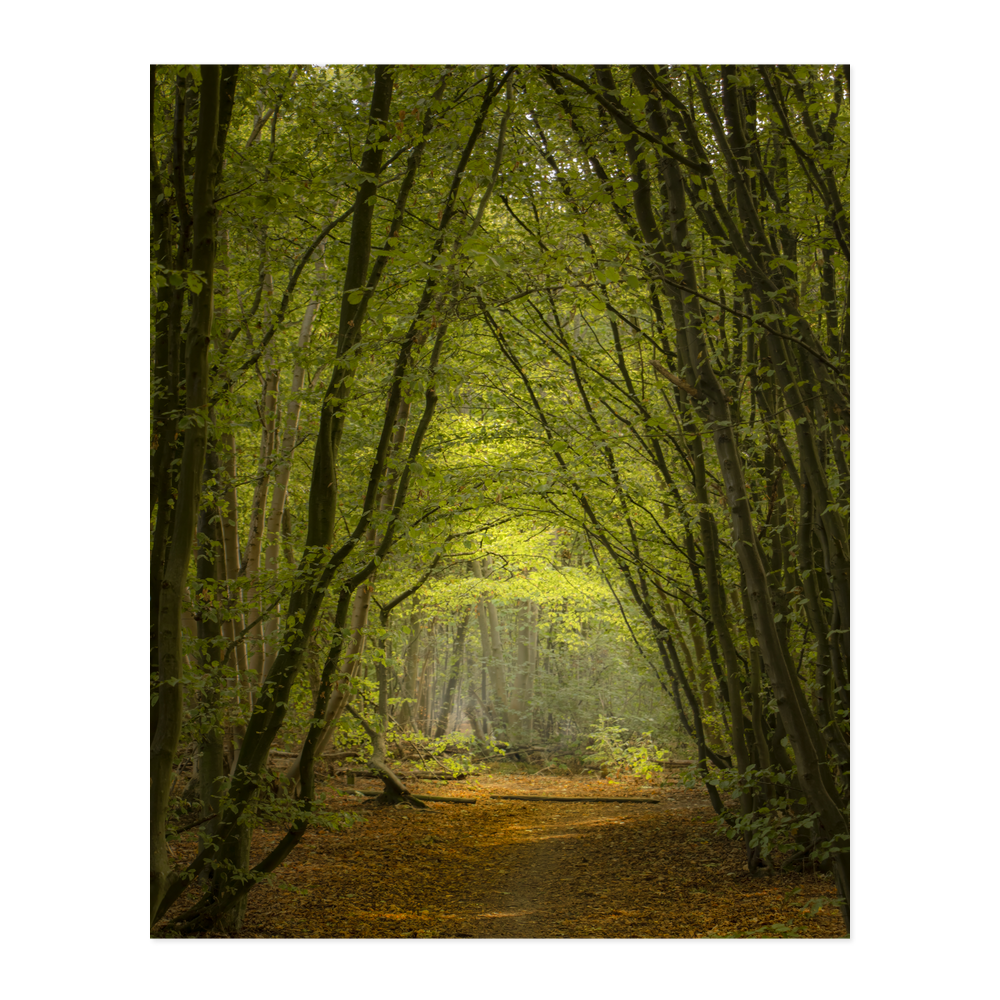 Vaulted Pathway
