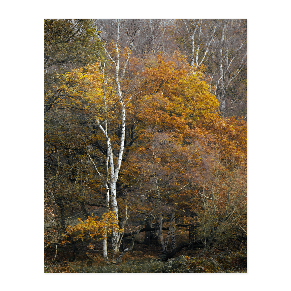 Autumn