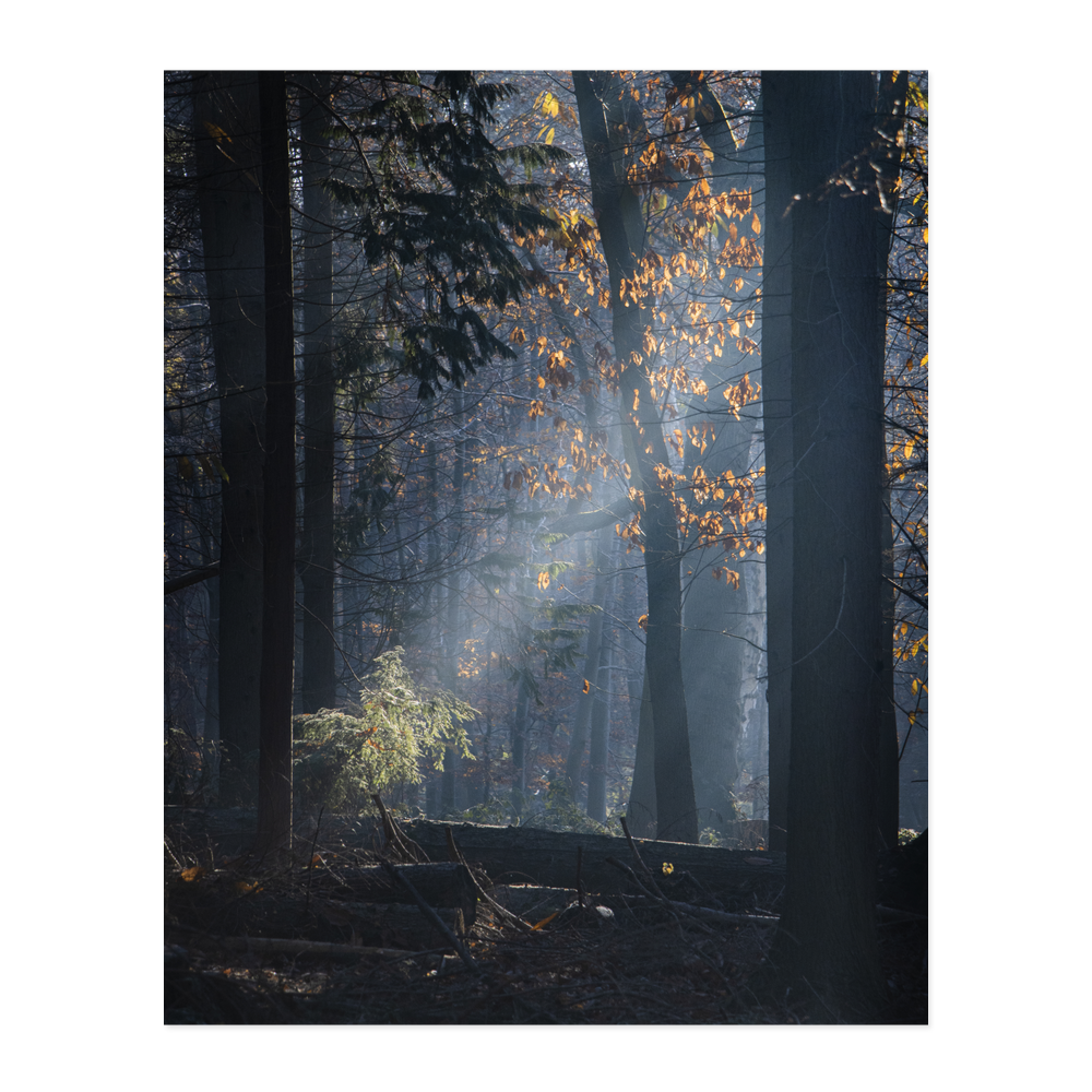 Winter Morning Rays
