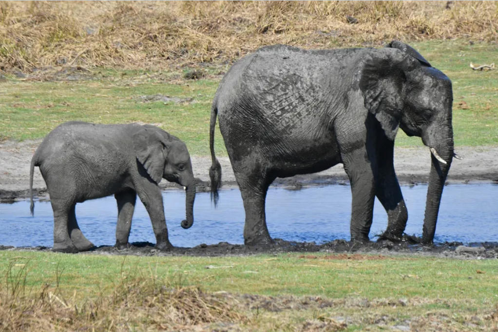 Test Elephant