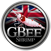 GBee Merch